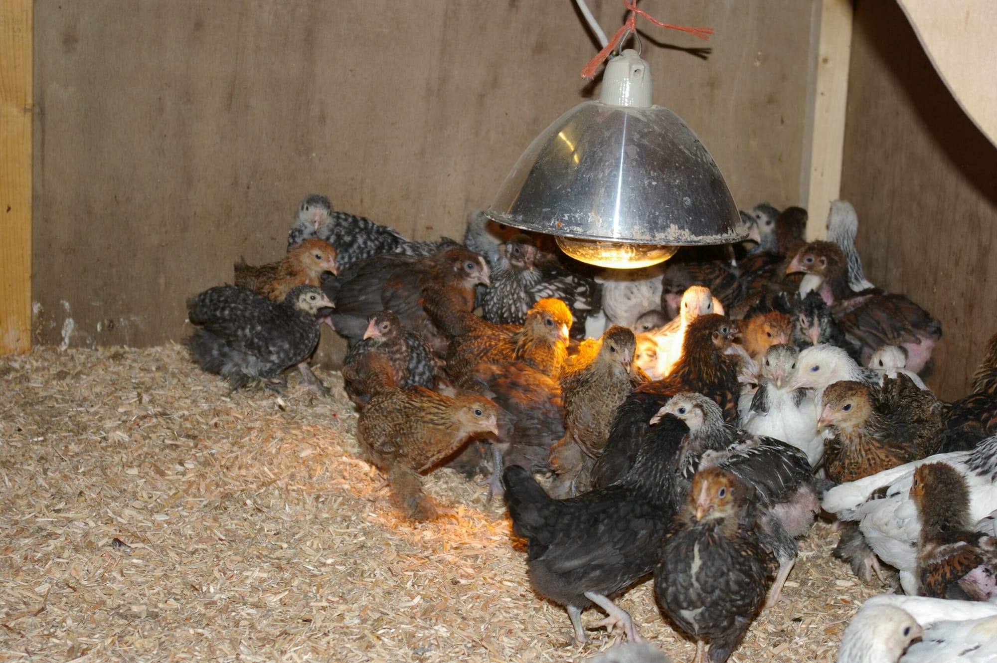 Few week old chicks for sale by Perfect Poultry