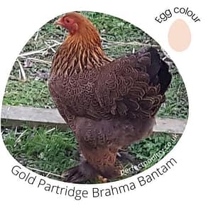 Gold Partridge Brahma Bantam for sale by Perfect Poultry