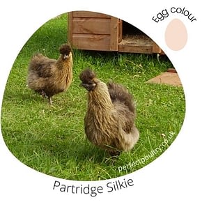 Partridge Silkie