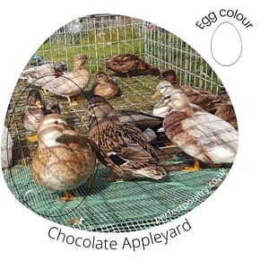 Chocolate Appleyard Ducks