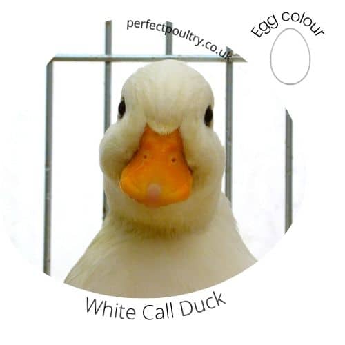 White Call Duck Face