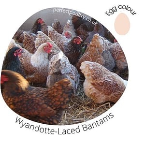Wyandotte-Laced Bantams