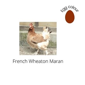 French Wheaton Maran