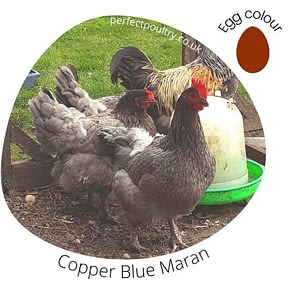 Copper Blue Maran