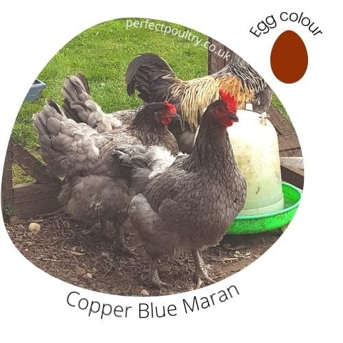 Copper Blue Maran