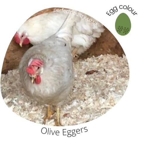 An Olive Egger from Perfect Poultry