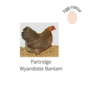 Partridge Wyandotte Bantams