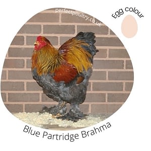Blue Partridge Brahma Cockere