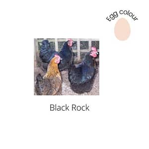 Black Rock Chicken