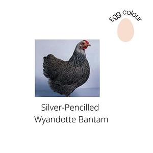 Silver Pencilled Wyandotte Bantam