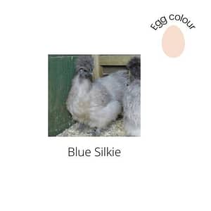 Blue Silkie