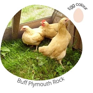 Buff Plymouth Rock for sale by Perfect Poultry
