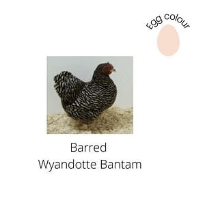 Barred Wyandotte Bantam