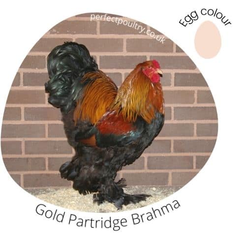 old Partridge Brahma Cockerel