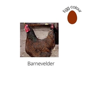 Barnevelder Chicken
