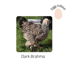 Dark Brahma for sale by Perfect Poultry