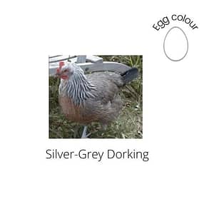 Silver-Grey Dorking