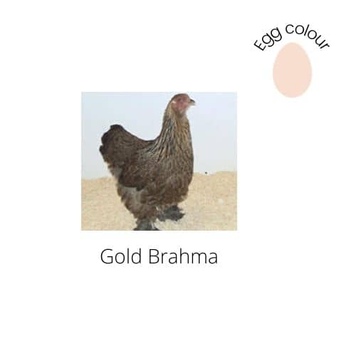 Gold Brahma