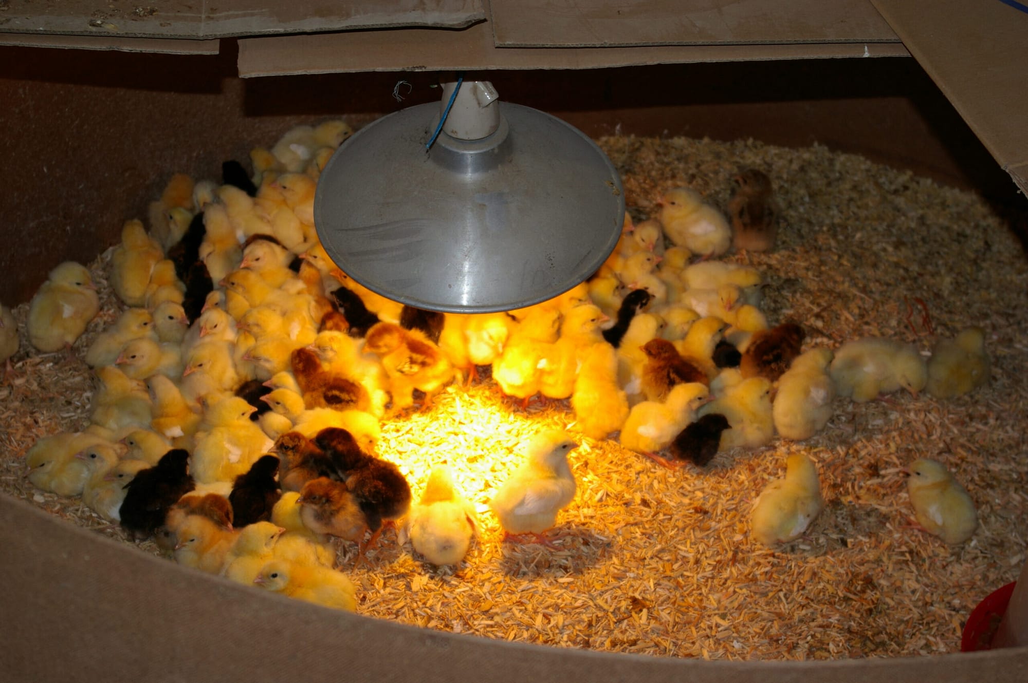 Day old chicks from Perfect Poultry