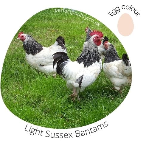 Light Sussex Bantams