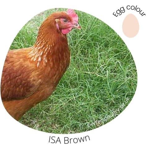 Isa Brown Chickens