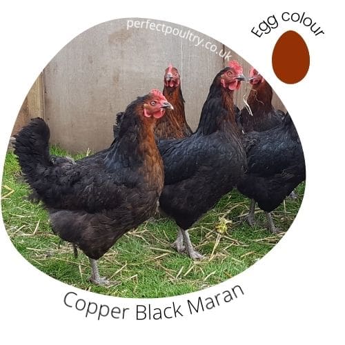 Copper Black Maran