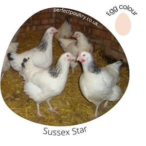 A Sussex Star Hybrid Chicken
