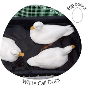 Three white Call Ducks