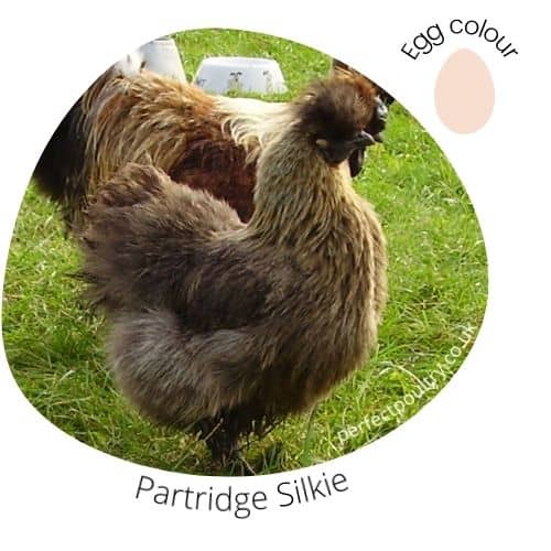 Partridge Silkie