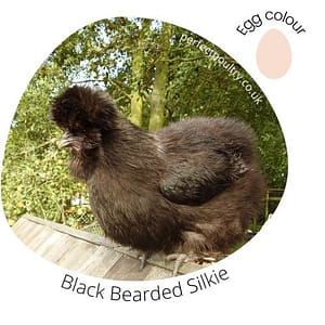 Black Bearded Silkie