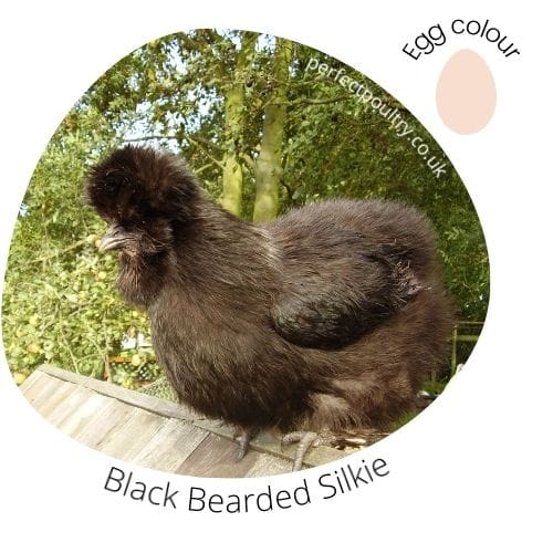Black Bearded Silkie
