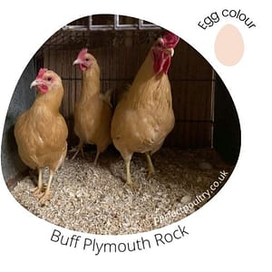 Buff Plymouth Rock for sale by Perfect Poultry (2)