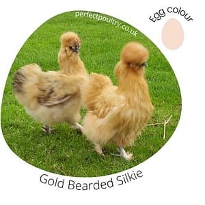 Gold Bearded Silkie