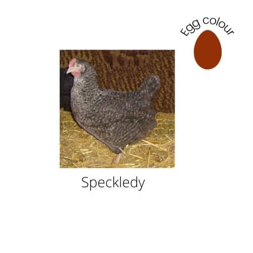 Speckledy Hybrid Chicken