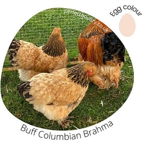 Buff Columbian Brahma for sale by Perfect Poultry