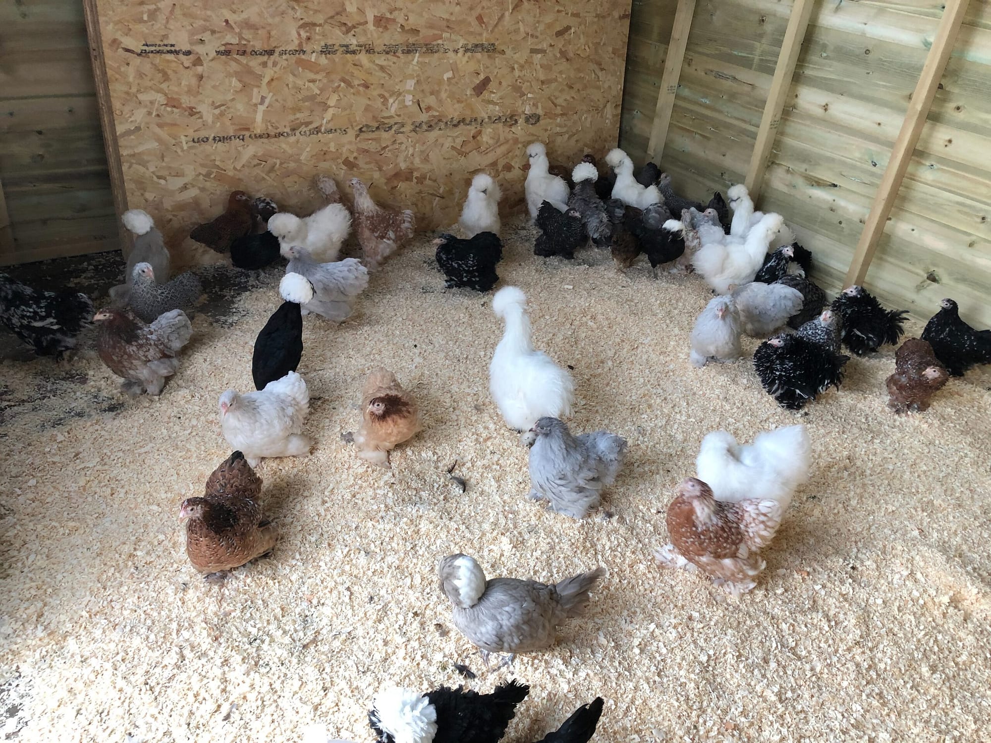 Silkie Chickens of different colours