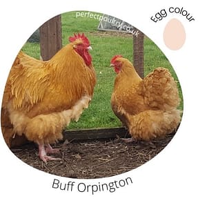 Buff Orpington