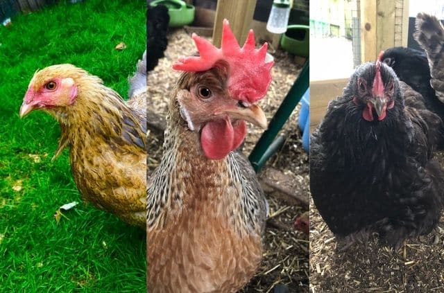 Combs on chickens