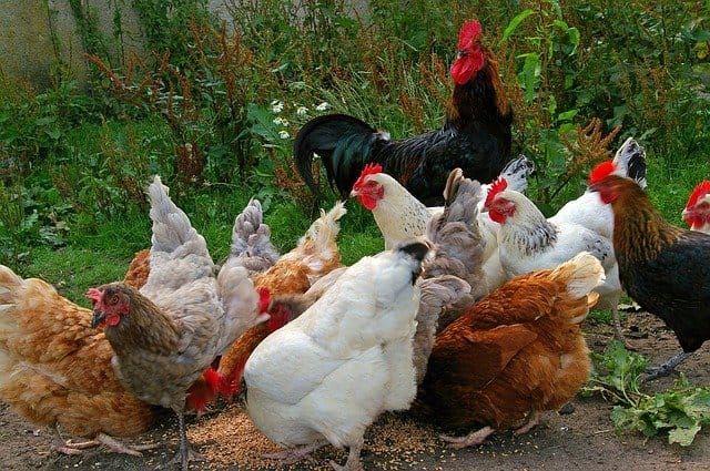 General Advice on Chicken Health and Care of Chickens