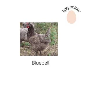 Bluebell Chicken