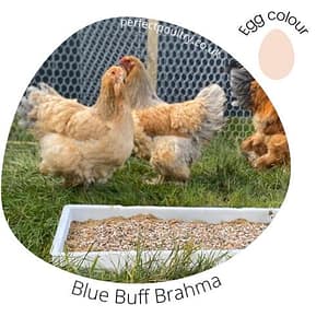 Brahma Buff Blue Brahma