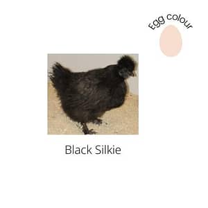 Black Silkie
