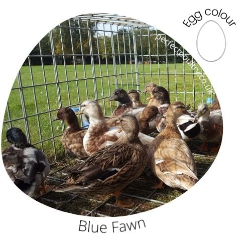 Blue Fawn Ducks