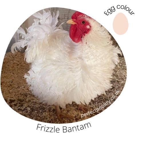 Frizzle Bantams for sale by Perfect Poultry
