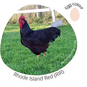 Rhode Island Red (RIR)