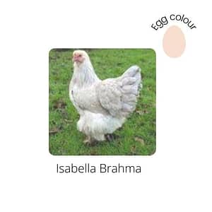 Isabella Brahma for sale by Perfect Poultry