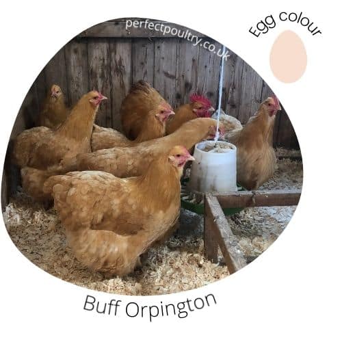 Buff Orpingtons for sale by Perfect Poultry