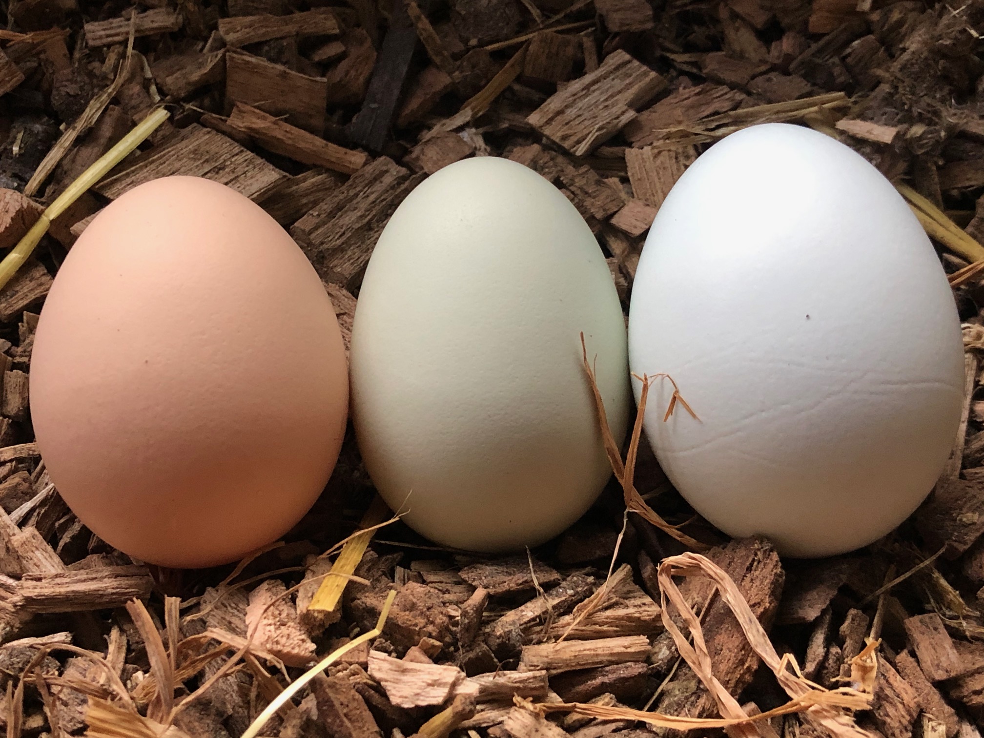 colourful eggs