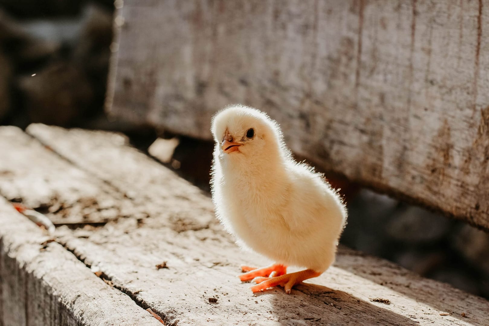 A chick