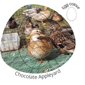 Chocolate Appleyard Duck